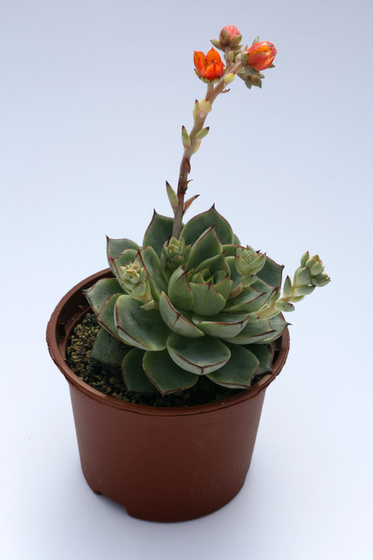 echeveria turgida 7706