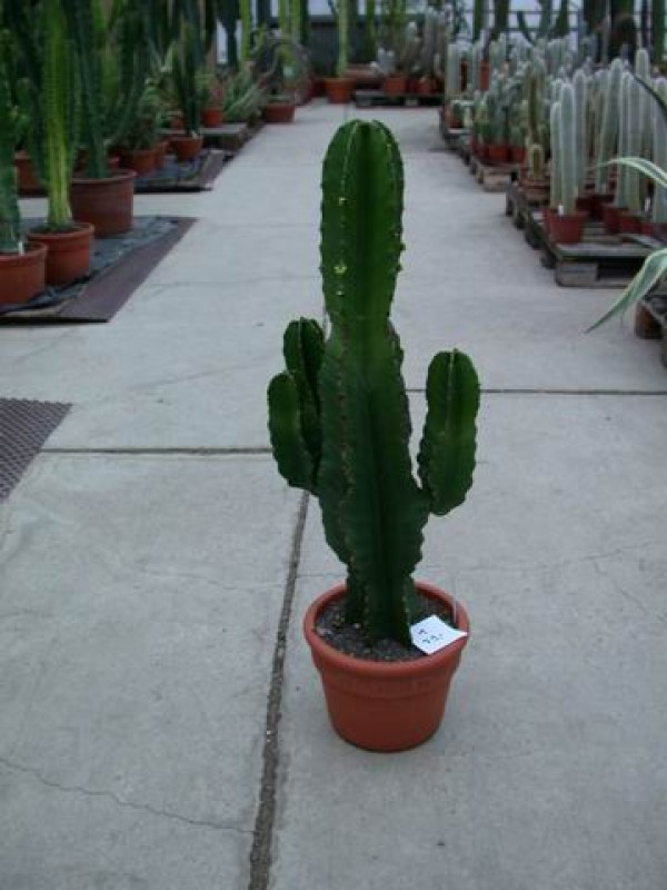 euphorbia ingens 1 74cm 79euro