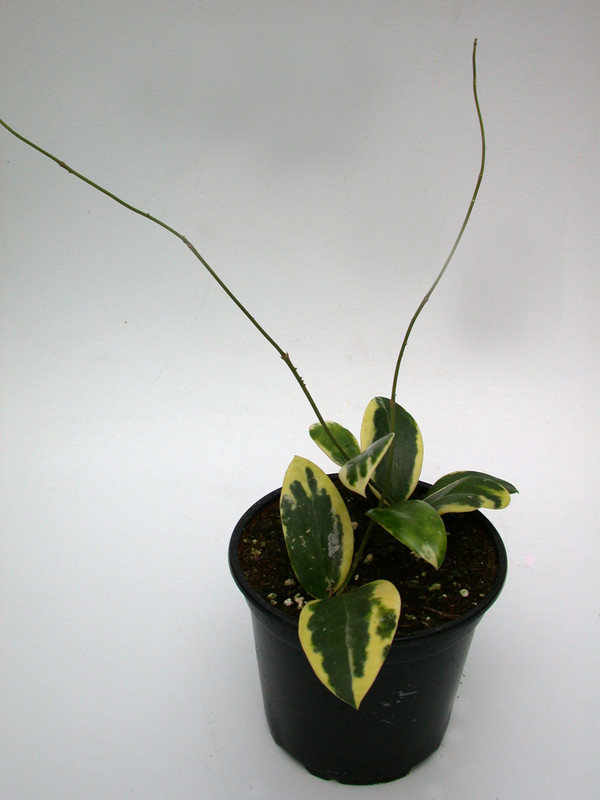 hoya parasitica variegata 3970