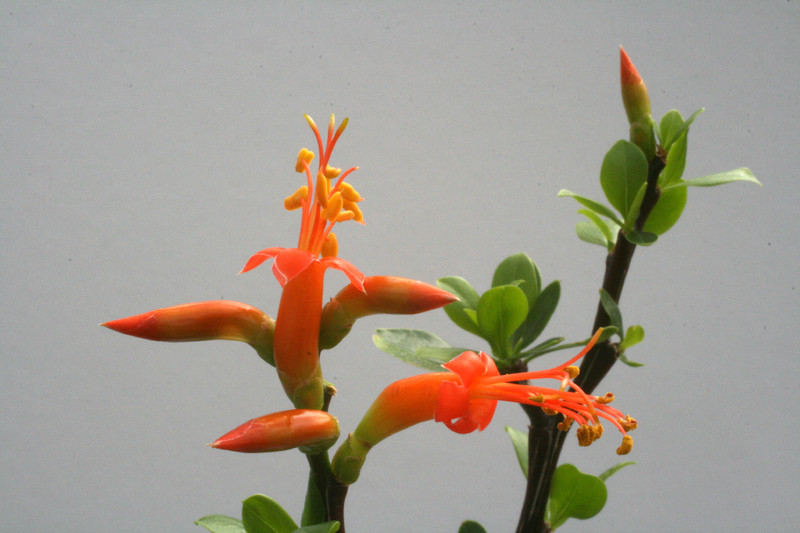 fouquieria formosa 8983