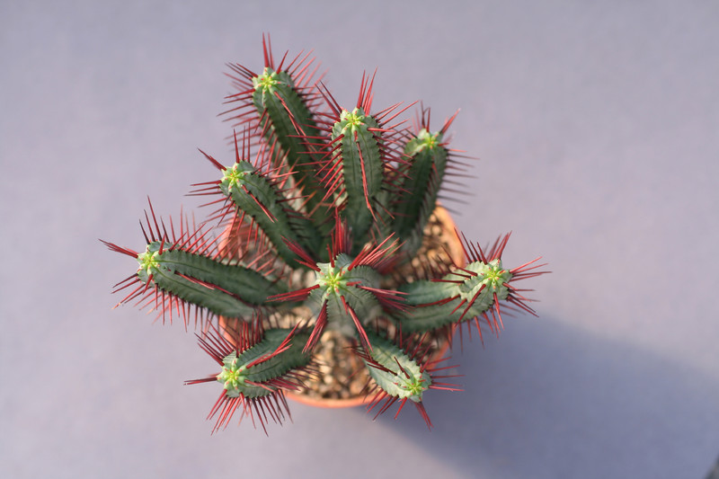 euphorbia enopla 0395