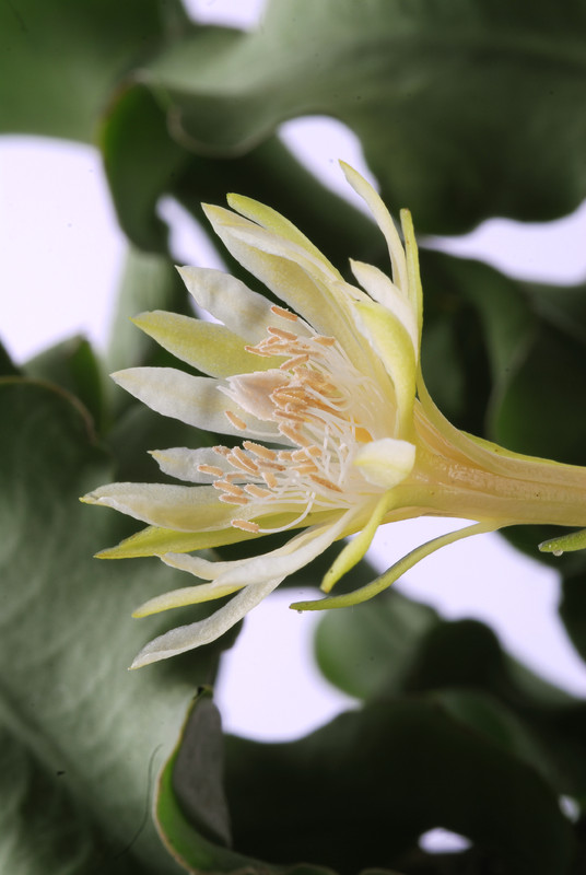epiphyllum guatemalense monstrosa 119
