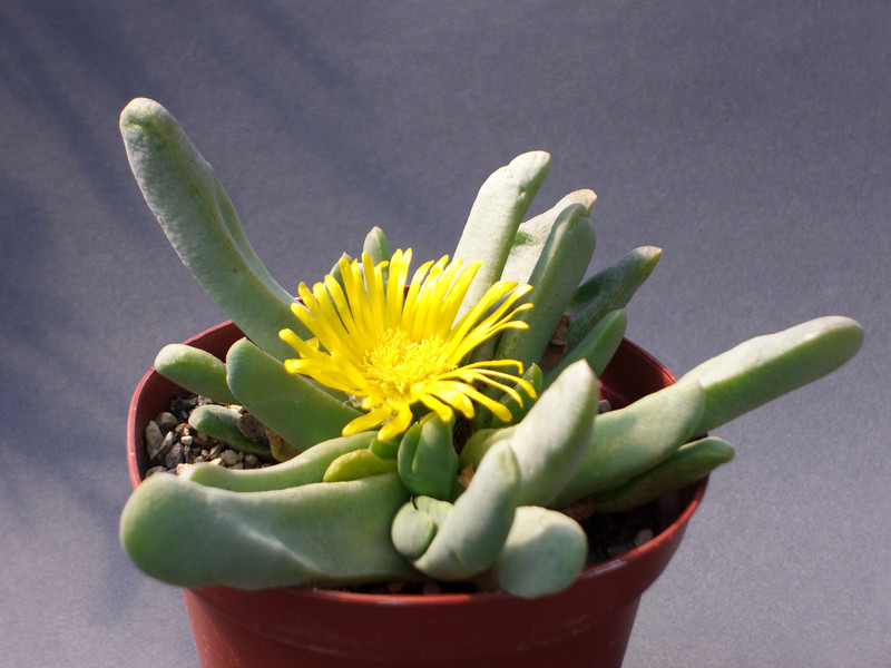 delosperma crassum 1369.jpg