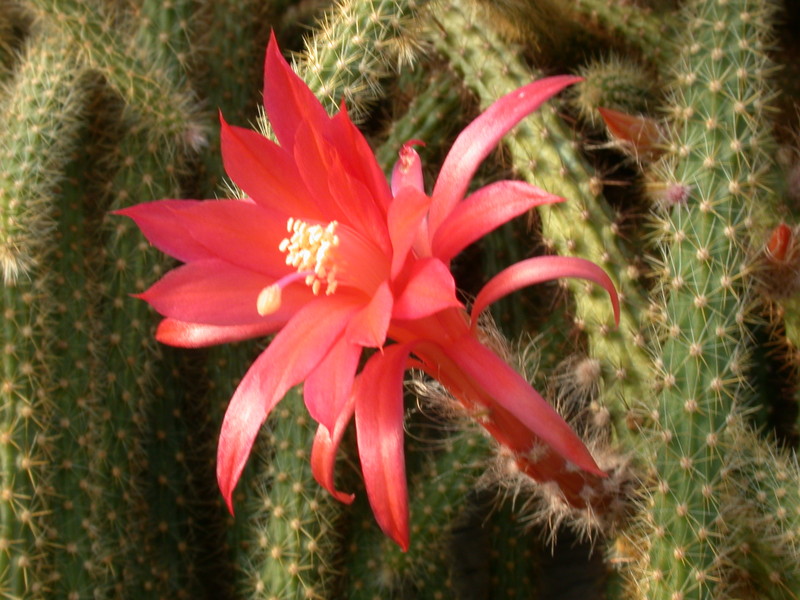 aporocactus mallisonii 9651