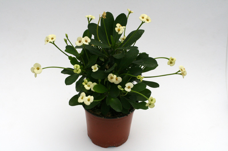 euphorbia milii helena 1182