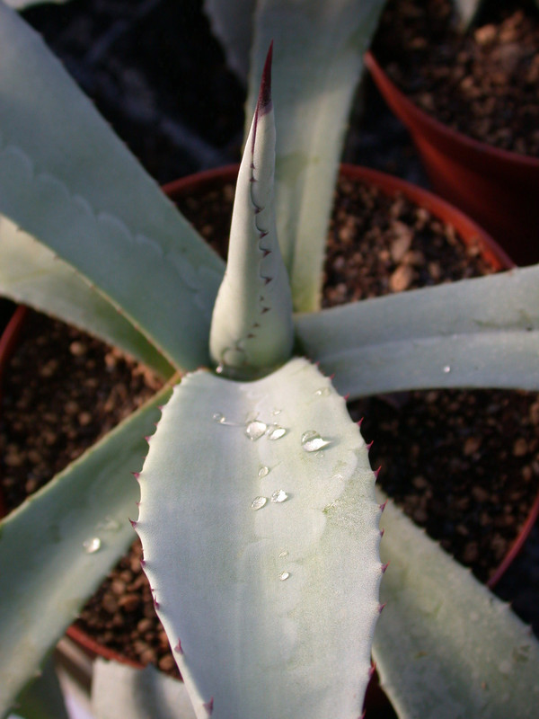 agave franzosinii 01