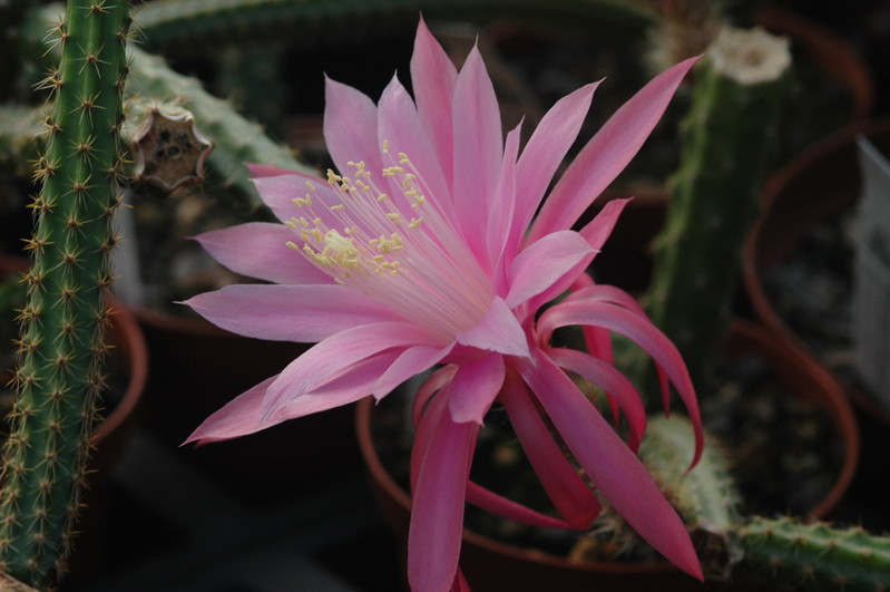 aporocactus royal silk 1296