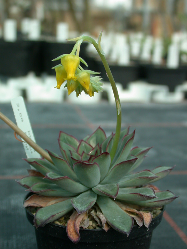 echeveria pulidonis es3969 05