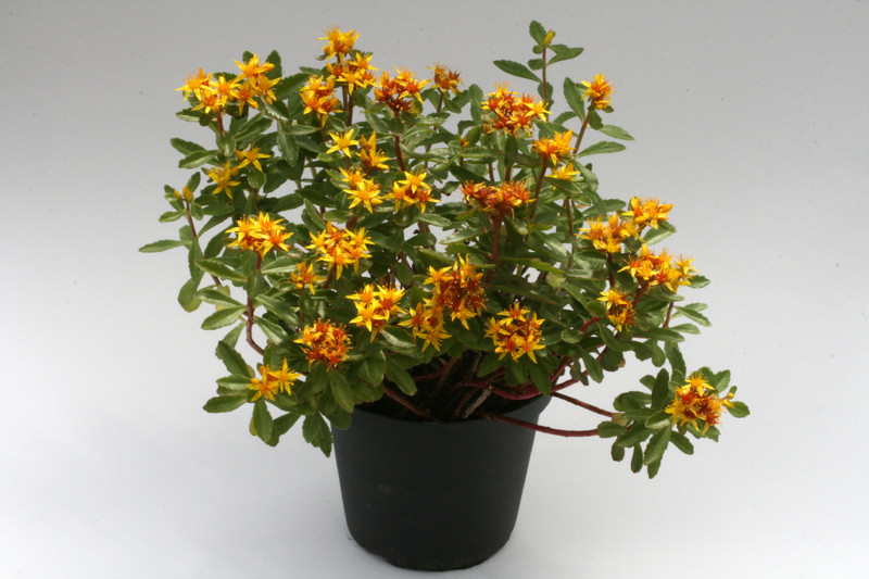 sedum weihenstephaner gold extra 9376