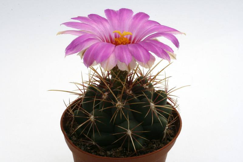 thelocactus bicolor iih1145 9842