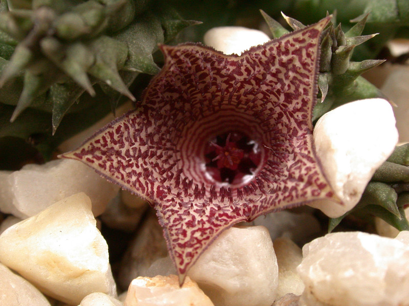 huernia whitesloaneana es2321 02