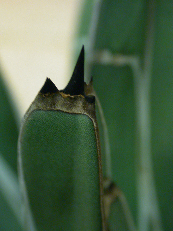 agave ferdinandis regis2