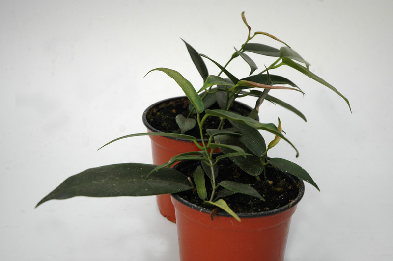 hoya macgillivrayi 6547