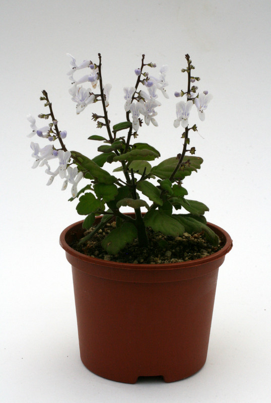 plectranthus ernstii 0884