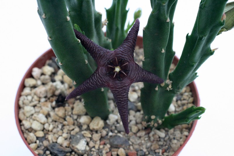 stapelia boylissii andekisaal somerset east 9253
