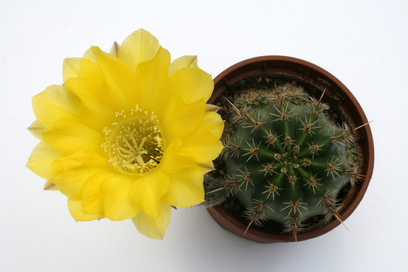 echinopsis hybr fidelia 0070