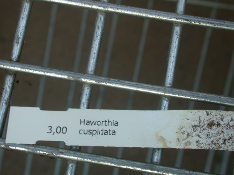 haworthia cuspidata 20