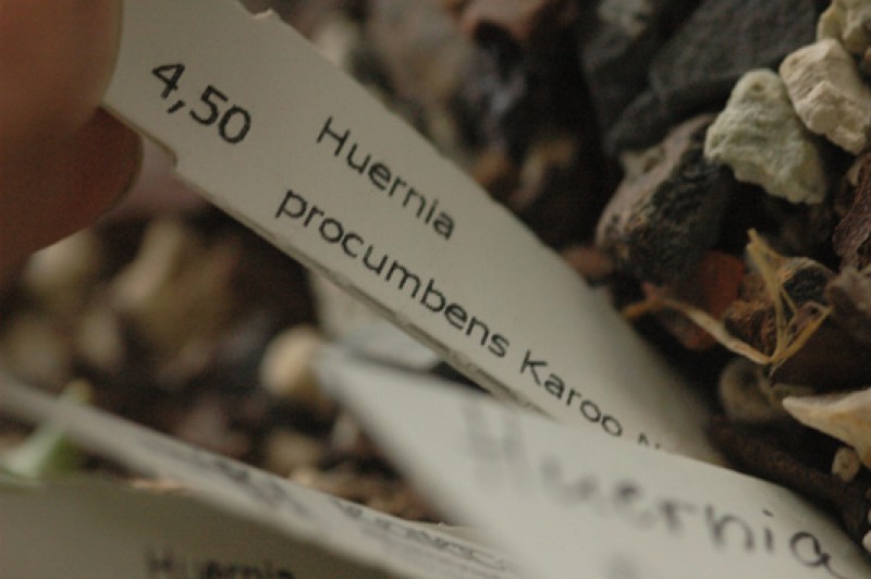 huernia procumbens karoo 02