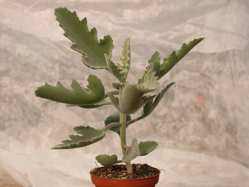 kalanchoe beharensis roseleaf 01