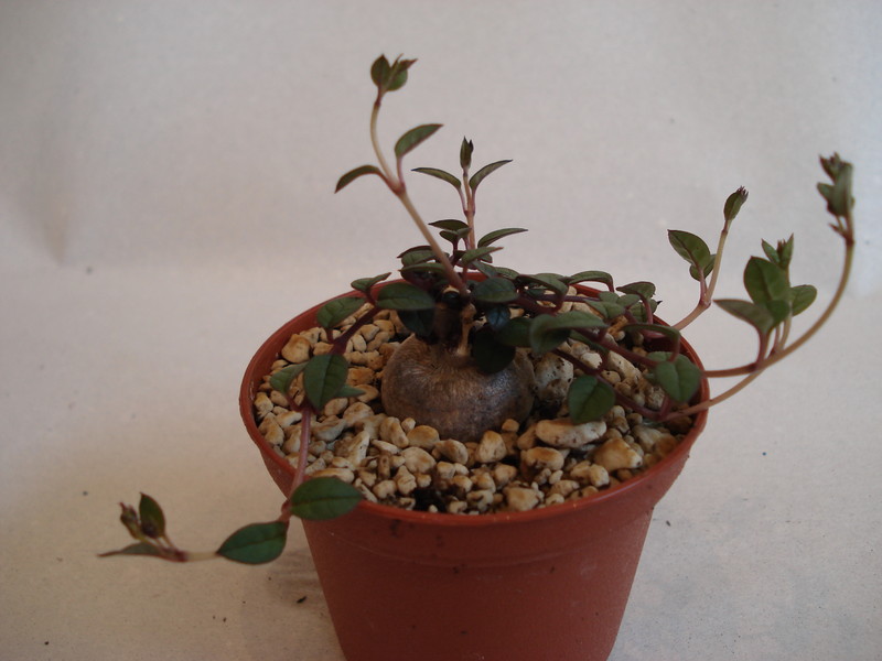 brachystelma pulchellum 153