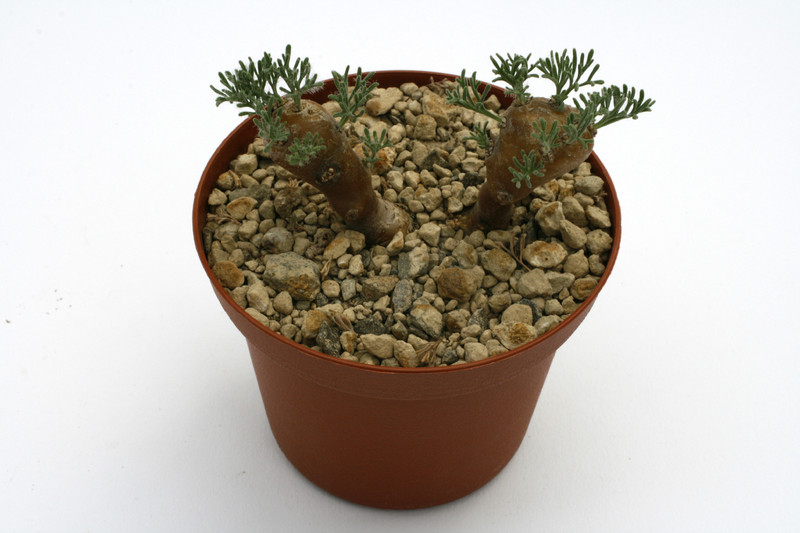 sarcocaulon multifidum 8542