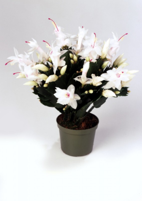 schlumbergera malissa 