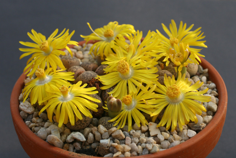 lithops franciscii 201 0184