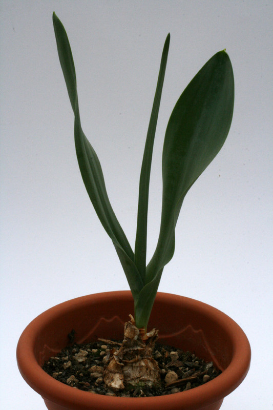 urginea maritima 0714