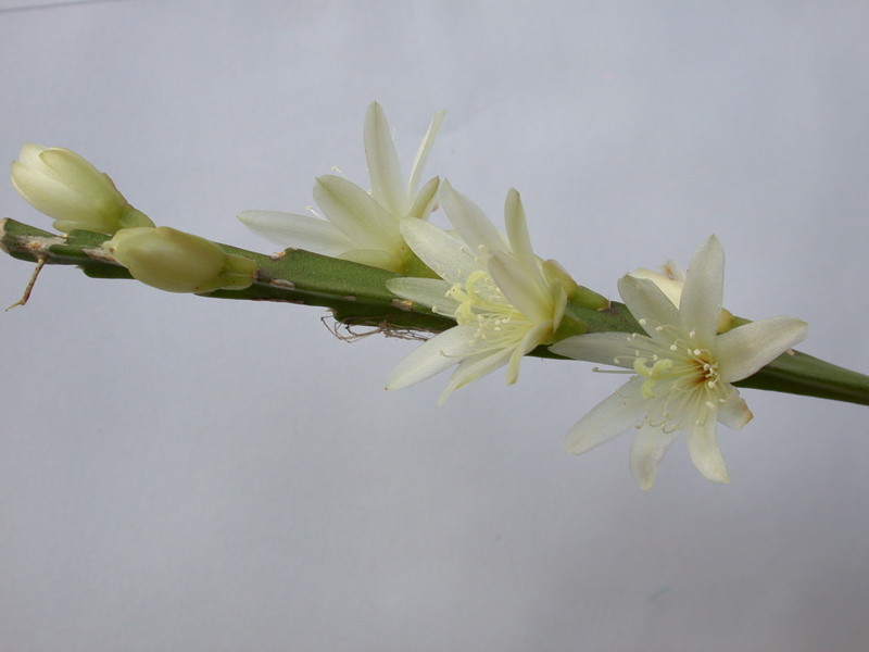 lepismium warmingiana 2015