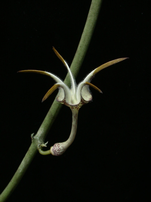 ceropegia stapeliaeformis10