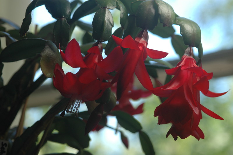 schlumbergera x buckleyi george g 05