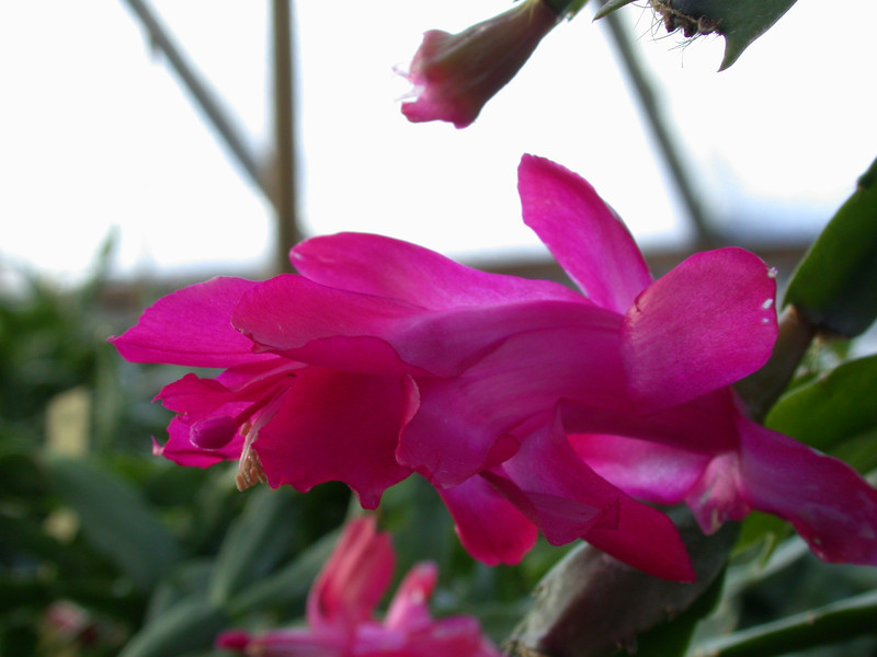 schlumbergera bristol queen 03
