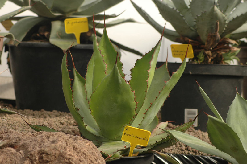 agave bovicornuta 02