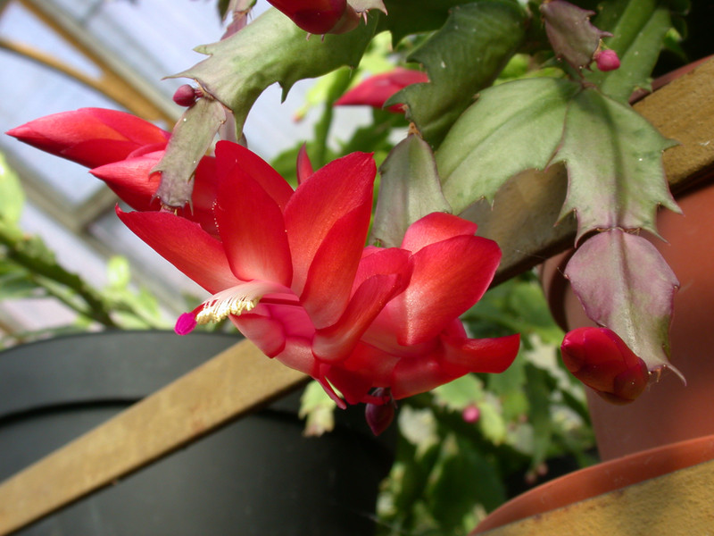 schlumbergera elfenzauber 04