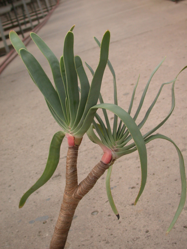 aloe plicatilis 16