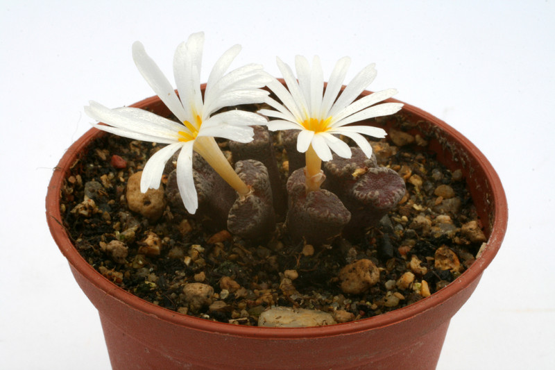 conophytum pellucidum saalberg 2811