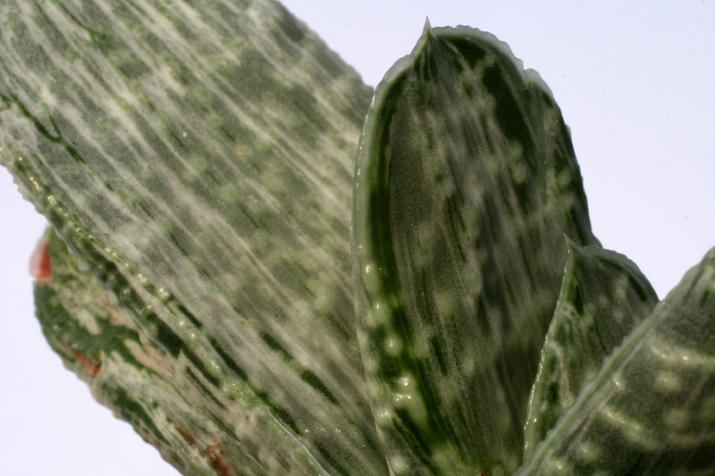 gasteria cv brachyphylla 0876