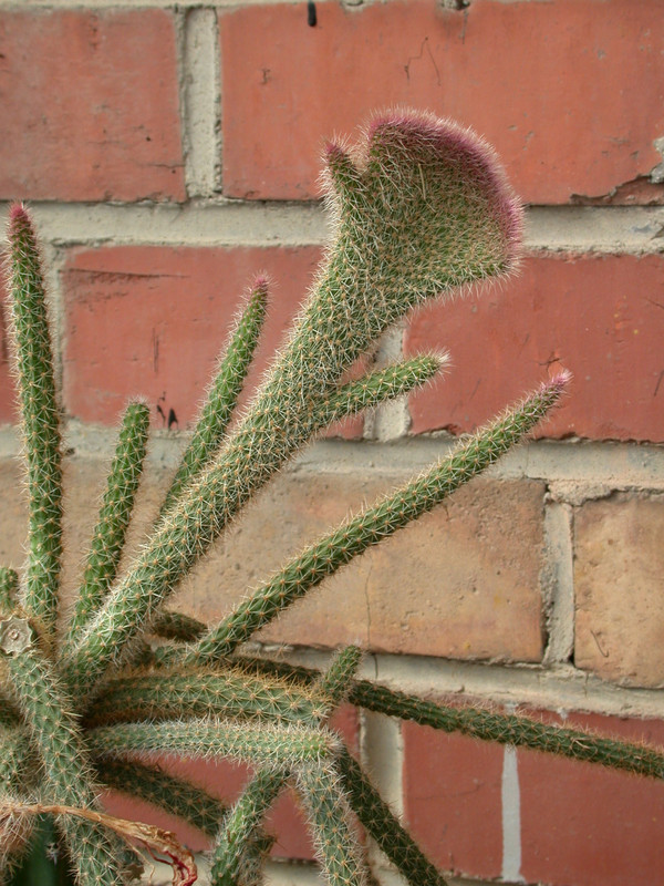 aporocactus flagriformis cristata