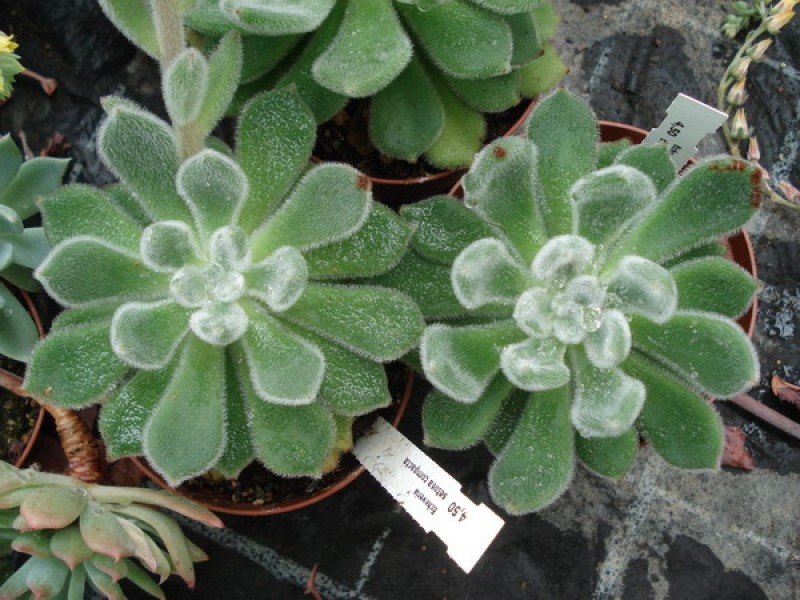 echeveria setosa compacta 05