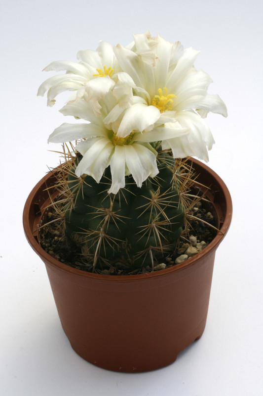 thelocactus bicolor albiflorus 9834