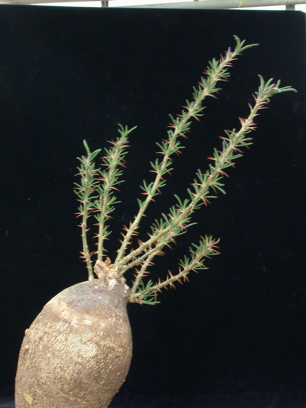 pachypodium succulentum gross 05