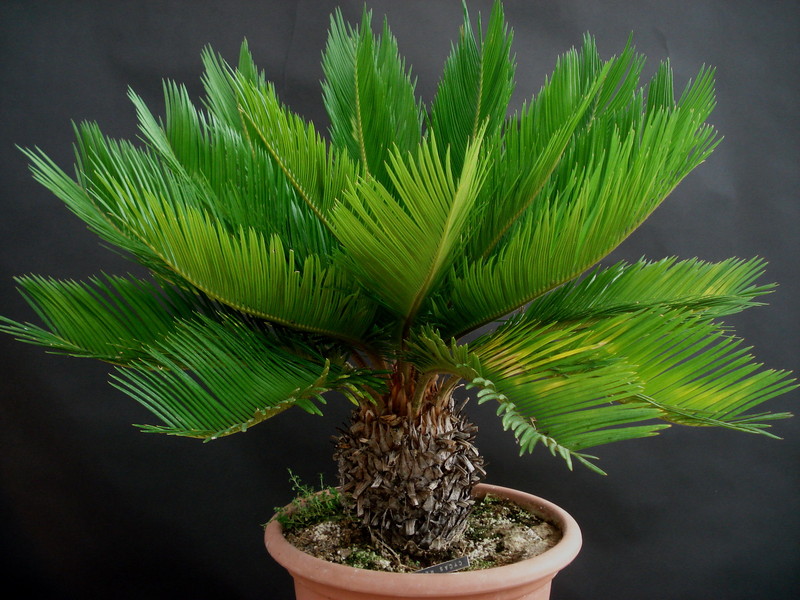 cycas revoluta 1