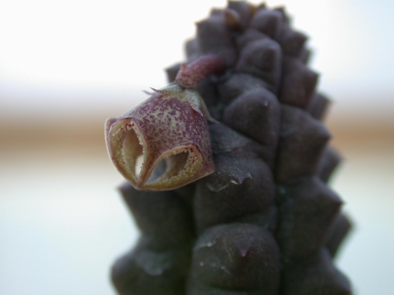 pectinaria articulata bulhoeswer