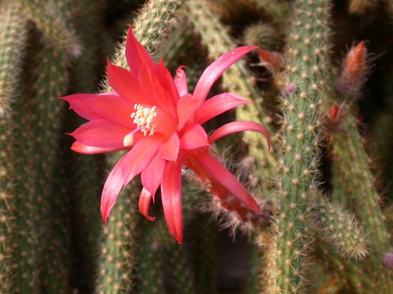 aporocactus mallisonii 9649