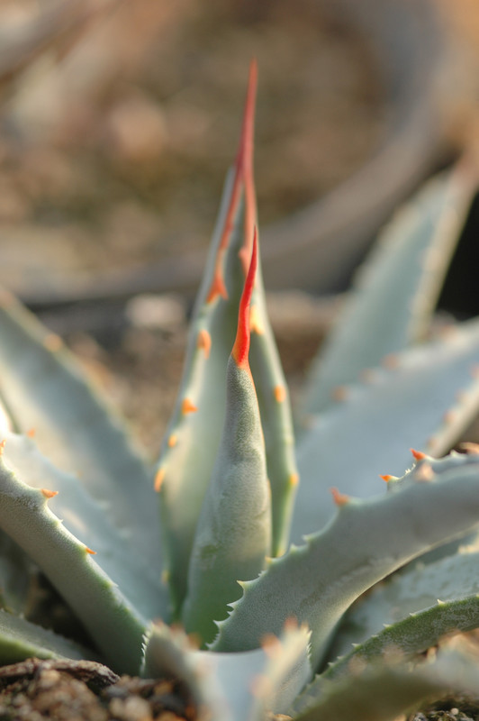 agave utahensis kaibabensis 8517