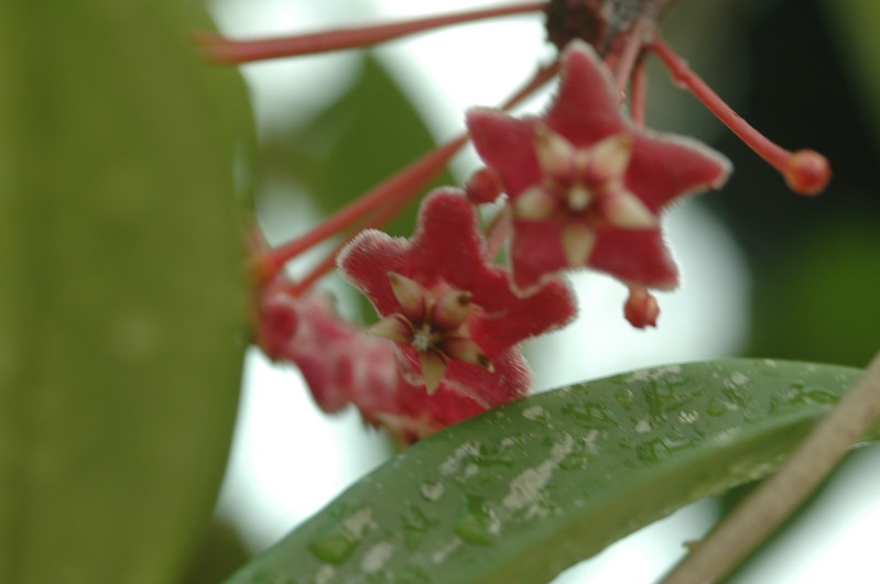 hoya pubicalyx silver pink 03 a