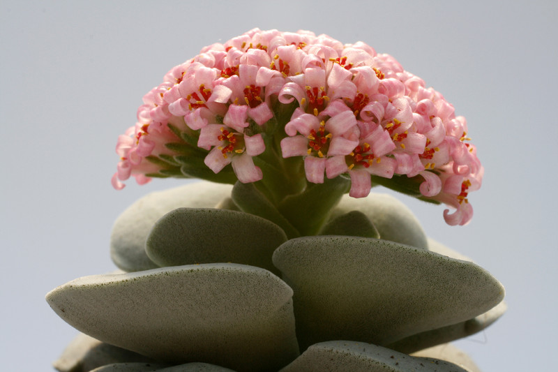 crassula morgans beauty 7712