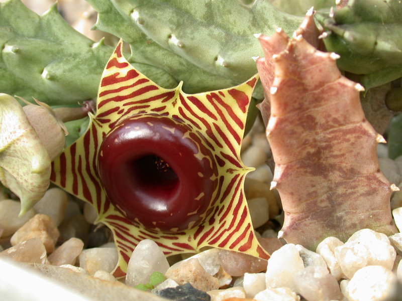 huernia zebrina jps 01