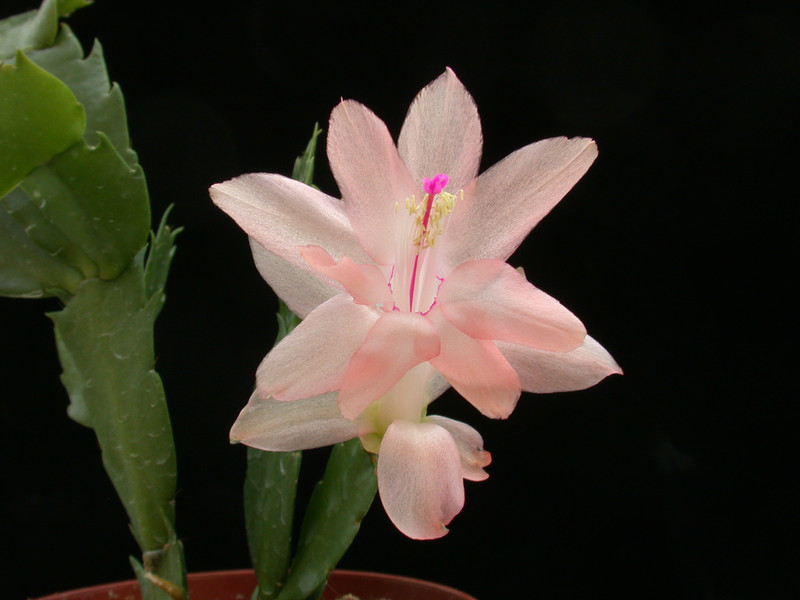 schlumbergera christmas flame 06