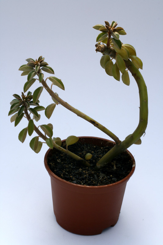 peperomia wolfgang krahnii 8023